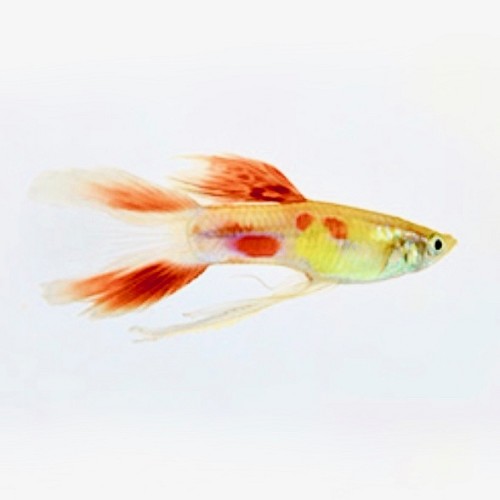 Poecilia ret.   Gup calico lierstaart